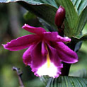 <desc>orchidea Inkill, Las Amaru, fot: Martyna Kloska (www.martynatravel.waw.pl)</desc>