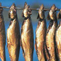 <desc>Smoked herrings, fot: Henrik Stenberg</desc>