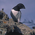 <desc>Alczyk - elegant w czarnym surducie. Przez wielu nazywany pingwinem północy. W odróżnieniu od prawdziwych antarktycznych pingwinów potrafi latać. [<link>www.arktyka.org.pl</link>]</desc>