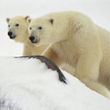 <desc>Pozostawione przez matkę rodzeństwo niedźwiedzi polarnych jeszcze przez jakiś czas podróżuje i poluje razem. [<link>www.arktyka.org.pl</link>]</desc>