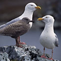 <desc>Sielski obrazek z życia rodzinnego mew bladych. Na co dzień te potężne ptaki są najbardziej krwawymi i bezwzględnymi drapieżnikami Arktyki. [<link>www.arktyka.org.pl</link>]</desc>
