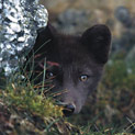 <desc>Młody lis polarny z zaciekawieniem przygląda się fotografującemu go człowiekowi. [<link>www.arktyka.org.pl</link>]</desc>