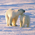 <desc>Młode niedźwiedzie polarne pozostają pod opieką matki do ukończenia drugiego roku życia. [<link>www.arktyka.org.pl</link>]</desc>