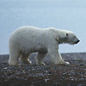 <desc>Niedźwiedź polarny jest największym drapieżnikiem lądowym na Ziemi. Z natury samotnik, jest niekwestionowanym Królem Arktyki. [<link>www.arktyka.org.pl</link>]</desc>