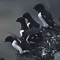 <desc>Spitsbergen latem to kraina ptaków. Na zboczach gór alczyki zamieszkują w koloniach liczących nawet kilkadziesiąt tysięcy par. [<link>www.arktyka.org.pl</link>]</desc>