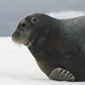 <desc>Skóra fok posiada grubą warstwę izolującego tłuszczu, która pozwala im żyć w mroźnych wodach polarnych. [<link>www.arktyka.org.pl</link>]</desc>