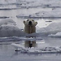 <desc>Granicę paku lodowego to tereny łowne niedźwiedzi polarnych. Latem niedźwiedzie podążają za tą granicą na północ w poszukiwaniu pożywienia. [<link>www.arktyka.org.pl</link>]</desc>