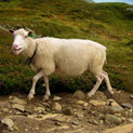 <desc>Met this sheep(s) while hiking this summer in Norway. Not sure what it wants to tell me. Maybe it was talking a norwegian dialect.</desc>
