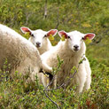 <desc>Three sheeps, captured while hiking near Sognadal/Norway</desc>
