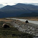 <desc>Norwegia - w Parku Narodowym Rondane (wiecej: www.albumwypraw.waw.pl)</desc>