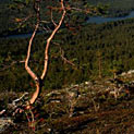 <desc>Finlandia - w Parku Narodowym Lemmenjoki (wiecej: www.albumwypraw.waw.pl)</desc>