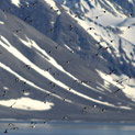 <desc>Kolonia alczyków na tle fiordu [<link>www.arktyka.org.pl</link>]</desc>