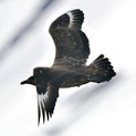 <desc>Wydrzyk olbrzymi - skua [<link>www.arktyka.org.pl</link>]</desc>