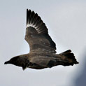 <desc>Skua i rybitwa [<link>www.arktyka.org.pl</link>]</desc>