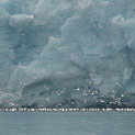 <desc>Kolonia mew trójpalczastych w miejscy wypływu wód lodowcowych do fiordu [<link>www.arktyka.org.pl</link>]</desc>
