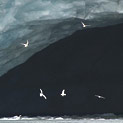 <desc>Mewy przed bramą lodowcową [<link>www.arktyka.org.pl</link>]</desc>