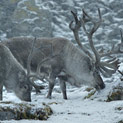 <desc>Renifery w letniej śnieżnej zamieci [<link>www.arktyka.org.pl</link>]</desc>