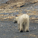 <desc>Niedźwiedź polarny [<link>www.arktyka.org.pl</link>]</desc>