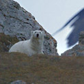 <desc>Niedźwiedź polarny [<link>www.arktyka.org.pl</link>]</desc>
